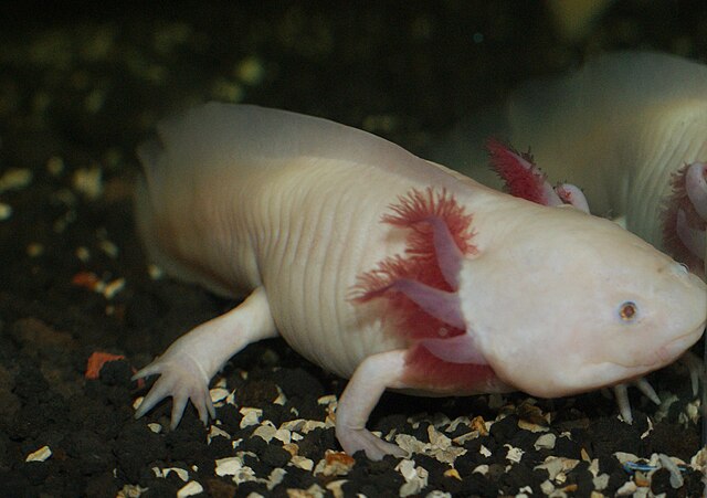 Axolotl v ZOO